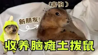 灰灰有新夥伴啦！記錄收養特殊腦癱土撥鼠的第一天，我決定給它一個溫暖的家【灰灰灰化肥】