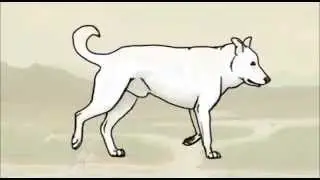 Dog Trot Animation