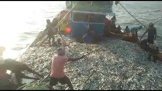 Goa me machli hi machli🤭