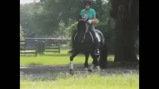 Grand Prix Friesian Sporthorse FSA stallion