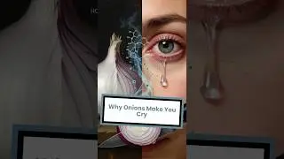 Why Do Onions Make Us Cry?