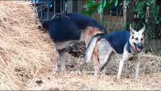 German Shepherd Mix Vs Berger Picard Near Pigs Farm In Village   Dogs Meeting In Raining Season