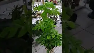 Kocaman bir monstera minima sahibine hayırlı olsun