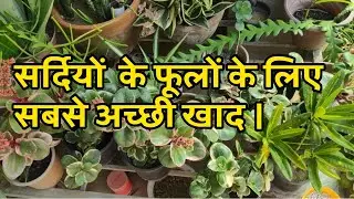 The best fertilizer for winter flowering plants.