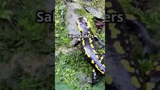 Fire Salamander: Nature's Fiery Wonder! 🦎