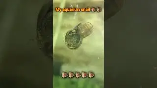 my aquarium snail 🐌🐌🐌#mini aquarium#minivlog#trending#song#love