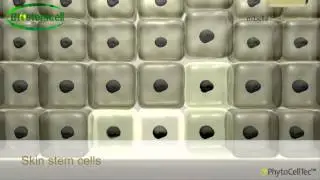 Biostemcell - PhytoCellTec Malus Domestica