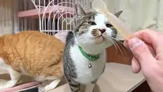 温めたウェットフードの夕ごはんを配膳します【26年1月31日その6】