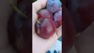 Fresh Fruits#youtubeshorts #foryou #india #dubai #pakistan #trending #whatsappstatus #viral #video