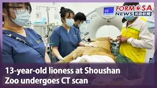 13-year-old lioness at Shoushan Zoo undergoes CT scan｜Taiwan News