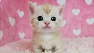 Super cute kitty Милые котята