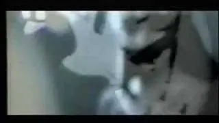 Kittens - Cougar
