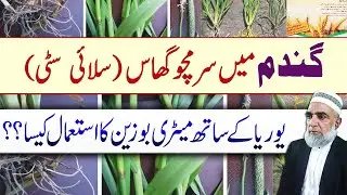 How to Control Salai Sitti / Surmchu Ghaas (Alopecurus) from Wheat | Crop Reformer