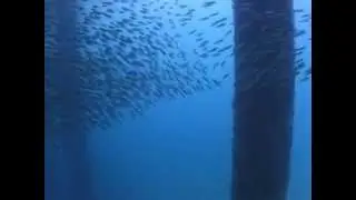 Salang Bay 01 - Anchovies under Jetty.mov