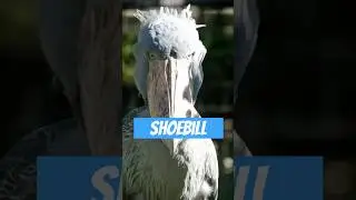 Shoebill &ndash; Der unheimlichste Vogel der Welt?