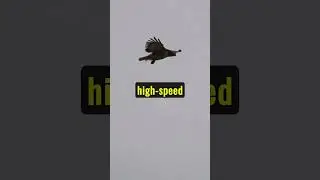 Swift and Deadly Peregrine Falcon: Nature's Aerial Assassin