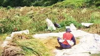 Sun-Dried Rice Process in Traditional Agriculture #RuralAgriculture #TraditionalFarming