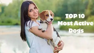 TOP 10 Most Active Dog Breeds