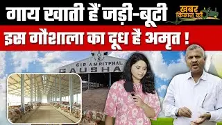 इस Dairy Farm में गाय खाती हैं जड़ी-बूटियाँ, दूध पीकर बन जाएगी आपकी सेहत | Gir Cow | KhabarKisanKi