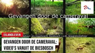 Gevangen door de cameraval