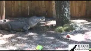 alligator_eats.flv