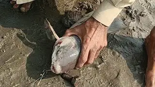 Big rahu fishing catching with hock darya Ravi river fresh water live run carp