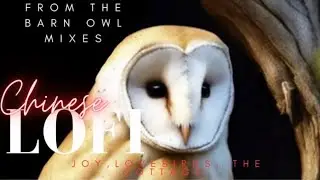 Barn Owl Mixes | Chillwave Oriental Lofi Aesthetic 8 minute music mix for relaxation