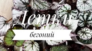 Rearranging begonias