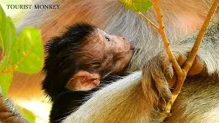 Adorable baby Nelson, Baby Nelson in Mila troop, Now Nova nurse baby Nelson, Very good mama