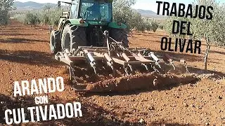 ARANDO LAS OLIVAS