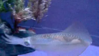 See through squid in Japan