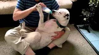 How To Bottle Feed... a Dog