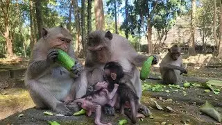 Monkey Spring Say No don't plays near and around me.