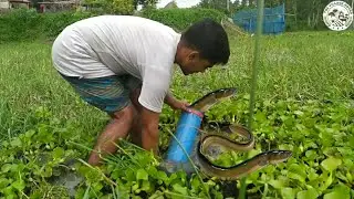 Amazing Eels Fish trap Using PVC Pipe With Clay Pot By Smart boy  Easy Eels Trap