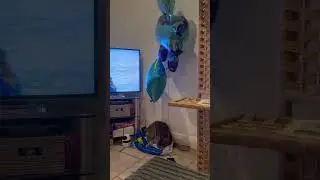 Parkour cat #cat #catfunny #funny