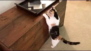 Blind Cat Navigates in New Room