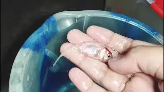 Fish update and surprise🎉🎁