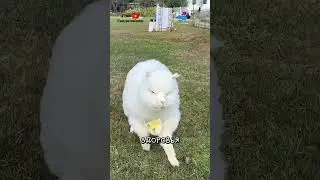 Alpaca 🦙 Interesting Facts Part 2