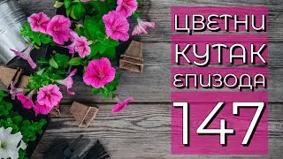 Cvetni kutak ep. 147 01.09.2022. Himenokalis, Ratko Jovanović, tuja, navodnjvanje, Lazarev kanjon