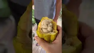 Everything I Ate in Fiji! 🌺🌴🥥
