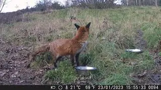 Daytime snack for this Fox