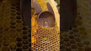 Why HONEY is So Expensive 🍯🐝