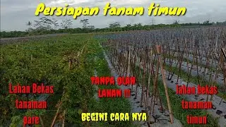 Proses Awal Lahan Bekas Tanaman Timun Dan Pare Untuk Di Tanami Timun Lagi