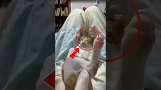 Do Cats Dream? 🐾 The Truth About Feline REM Sleep #CatDreams #REMsleep #AnimalFacts #CuteCats