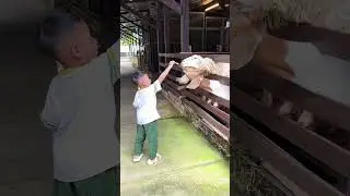 Feeding sheep #feedingthehungry #feedinganimals #feeding #holiday