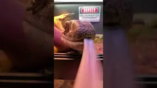 Curious Monitor Lizard Inspecting Camera 🧠