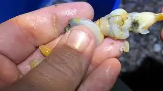 Anzuelado berberecho para Surfcasting
