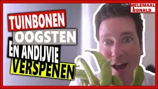 TUINBONEN OOGSTEN EN ANDIJVIE VERSPENEN| Week 26 | Vlog 94 | winter andijvie verspenen en tuinbonen