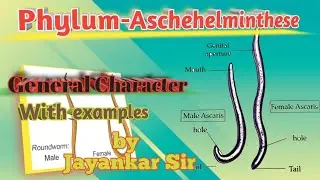Phylum-Aschehelminthese/संघ एस्केहलमिंथीज/Character with examples/समझें आसान भाषा में /#neet #cbse