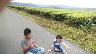Kayu aro kerinci